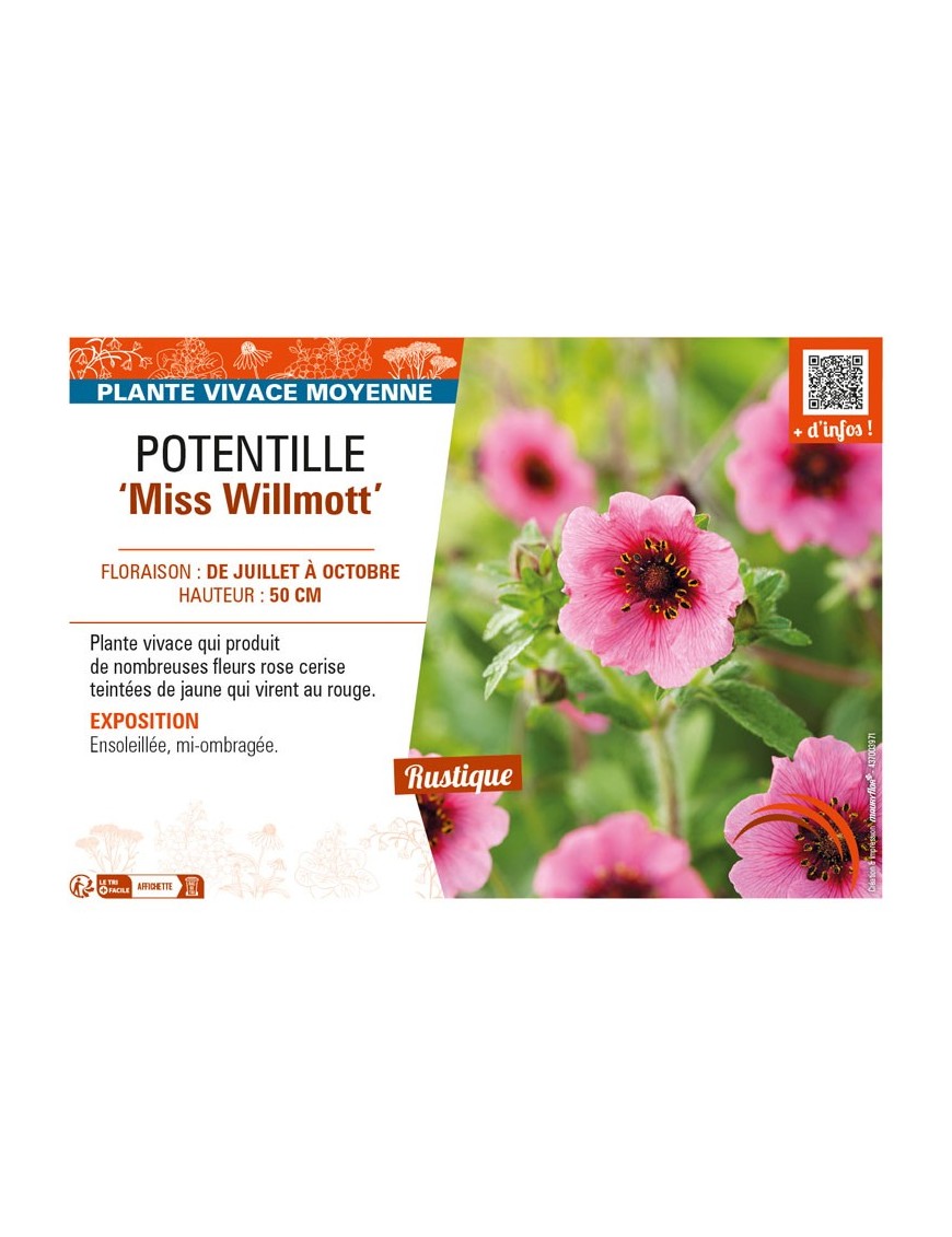 POTENTILLA nepalensis Miss Willmott voir POTENTILLE