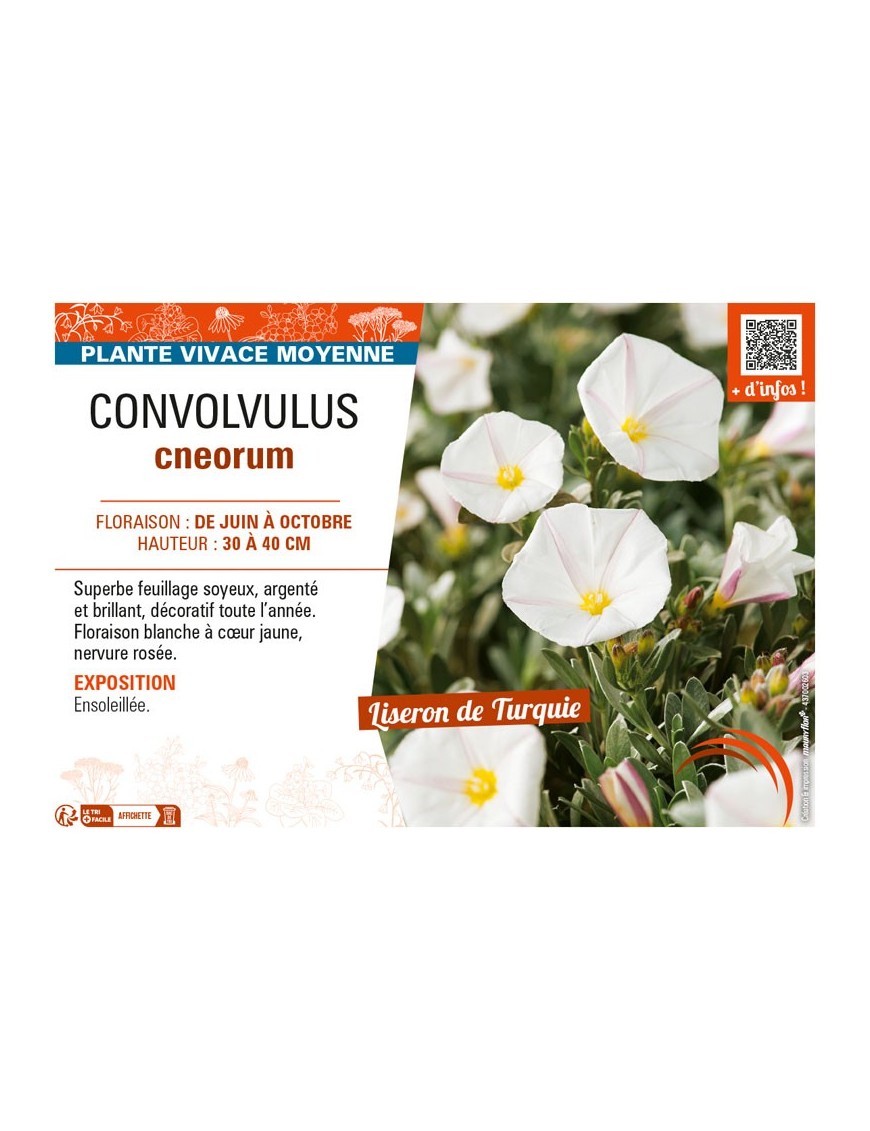 CONVOLVULUS CNEORUM
