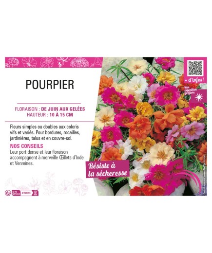 POURPIER