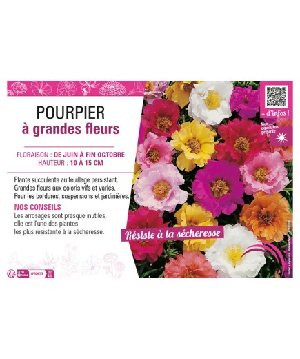 POURPIER À GRANDE FLEUR (varié)