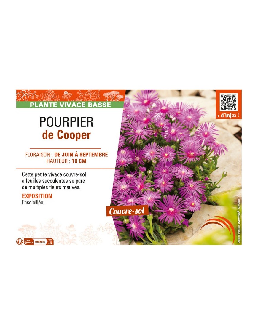 POURPIER DE COOPER