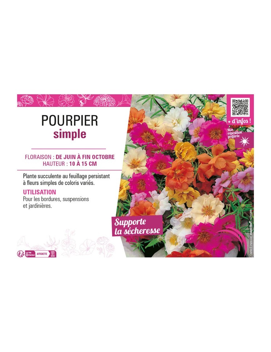 POURPIER SIMPLE (varié)