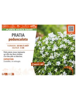 PRATIA pedunculata