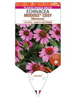 ECHINACEA MOOODZ® COSY Hilmoocosy voir Rudbeckia