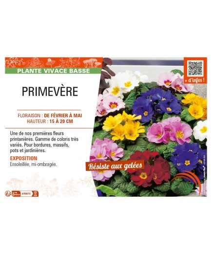 PRIMEVÈRE
