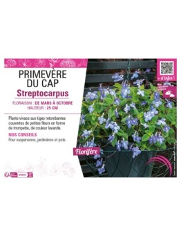 PRIMEVÈRE DU CAP STREPTOCARPUS