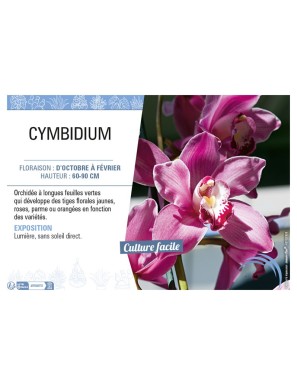 CYMBIDIUM (Orchidée rose)