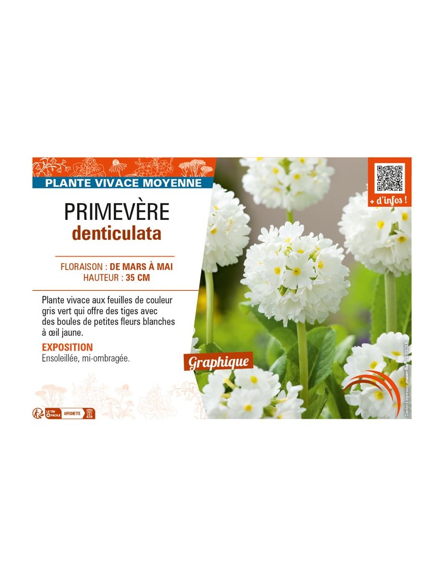 PRIMULA denticulata voir PRIMEVÈRE