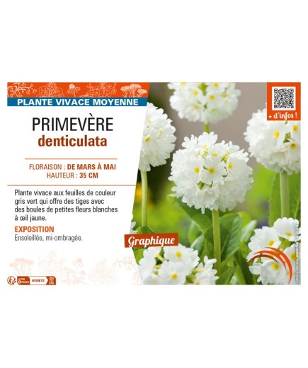 PRIMULA denticulata voir PRIMEVÈRE