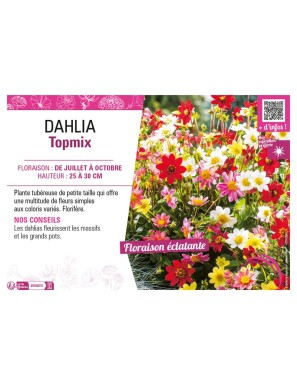 DAHLIA TOPMIX (varié)