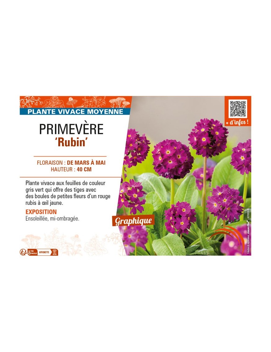 PRIMULA denticulata Rubin voir PRIMEVÈRE