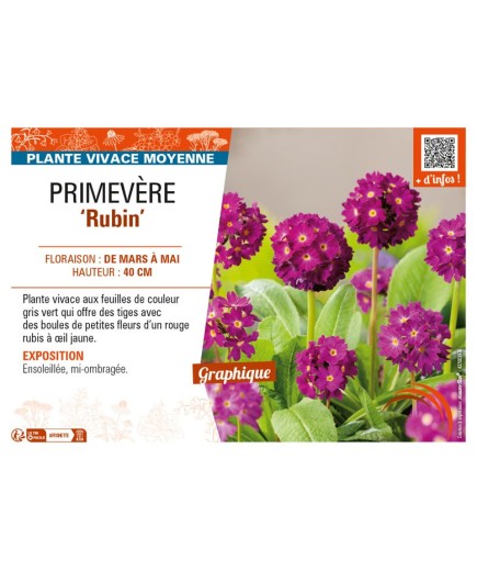 PRIMULA denticulata Rubin voir PRIMEVÈRE