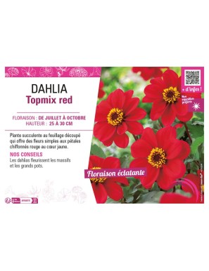 DAHLIA TOPMIX RED