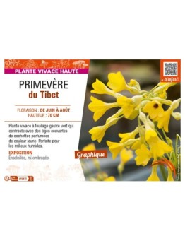 PRIMULA florindae voir PRIMEVÈRE du Tibet