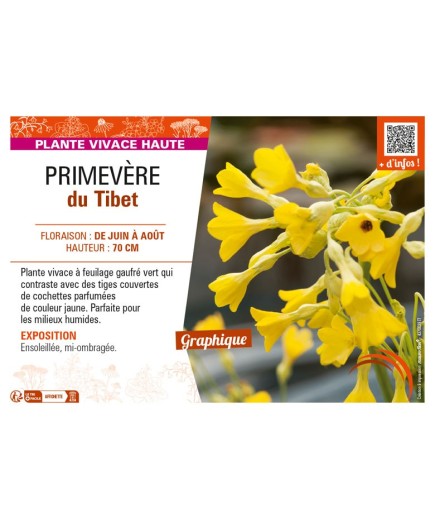 PRIMULA florindae voir PRIMEVÈRE du Tibet
