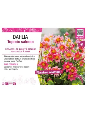 DAHLIA TOPMIX SALMON