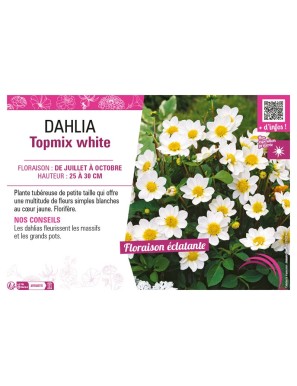 DAHLIA TOPMIX WHITE