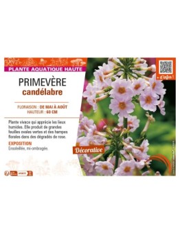 PRIMULA japonica voir PRIMEVÈRE candélabre