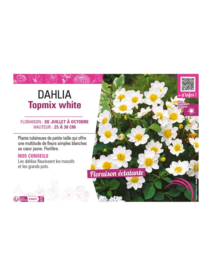 DAHLIA TOPMIX WHITE
