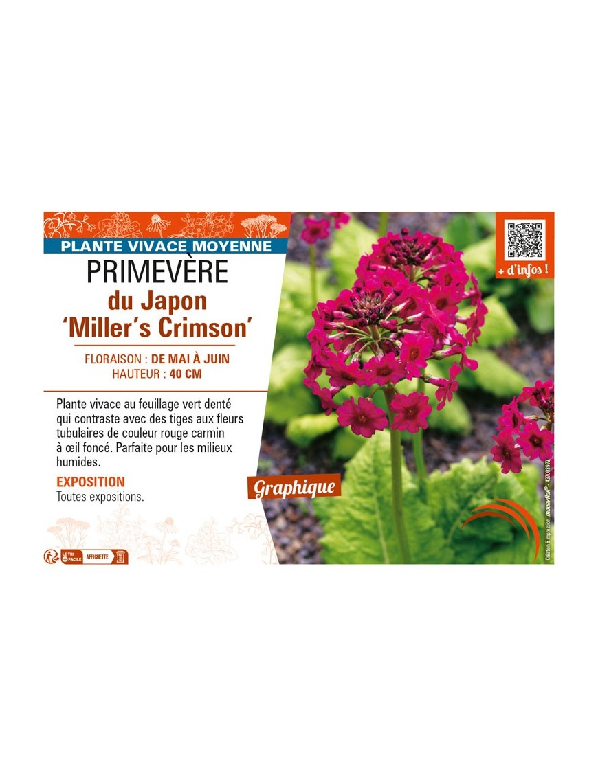 PRIMULA japonica Miller's Crimson voir PRIMEVÈRE du Japon