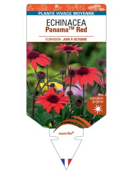ECHINACEA PanamaTM Red