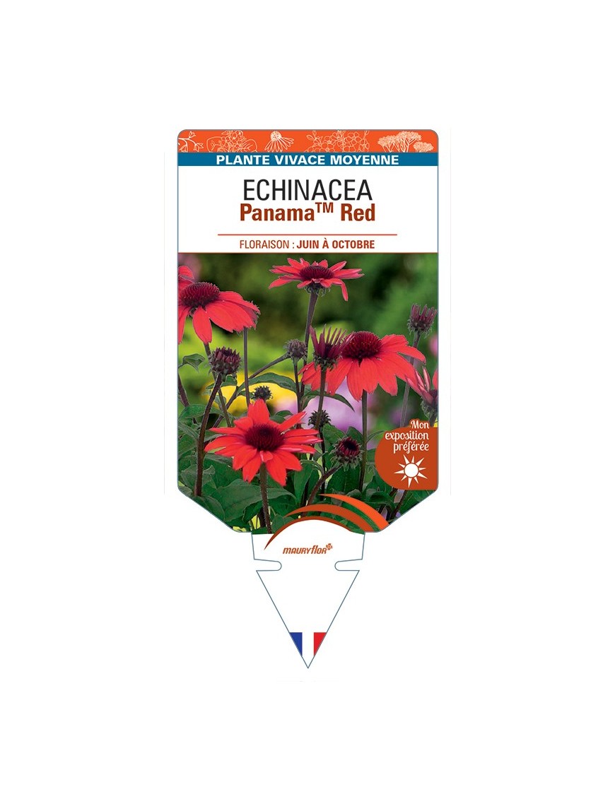 ECHINACEA PanamaTM Red