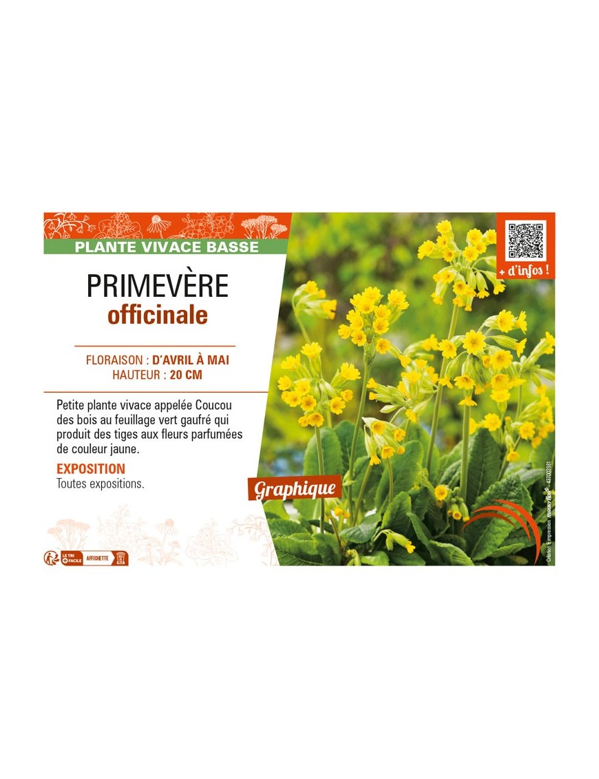 PRIMULA veris voir PRIMEVÈRE officinale