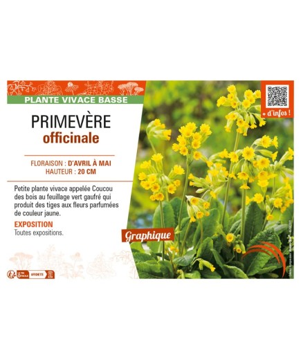 PRIMULA veris voir PRIMEVÈRE officinale