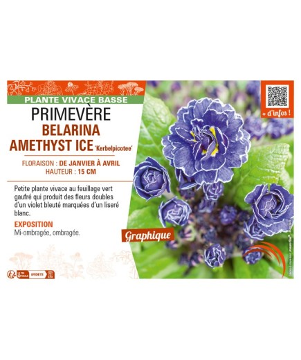 PRIMULA vulgaris BELARINA AMETHYST ICE Kerbelpicotee voir PRIMEVÈRE