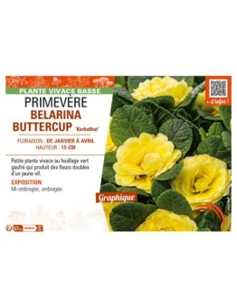 PRIMULA vulgaris BELARINA BUTTERCUP Kerbelbut voir PRIMEVÈRE