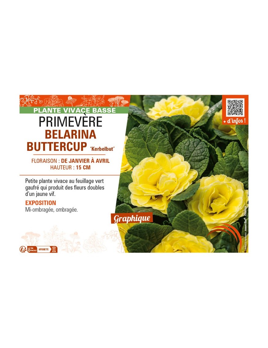 PRIMULA vulgaris BELARINA BUTTERCUP Kerbelbut voir PRIMEVÈRE