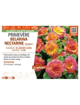 PRIMULA vulgaris BELARINA NECTARINE Kerbelnec voir PRIMEVÈRE