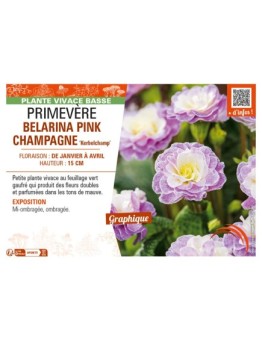 PRIMULA vulgaris BELARINA PINK CHAMPAGNE Kerbelchamp voir PRIMEVÈRE