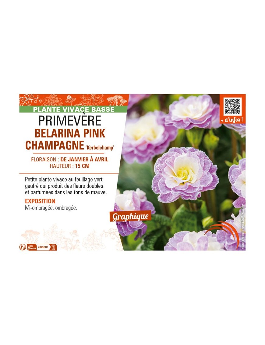 PRIMULA vulgaris BELARINA PINK CHAMPAGNE Kerbelchamp voir PRIMEVÈRE