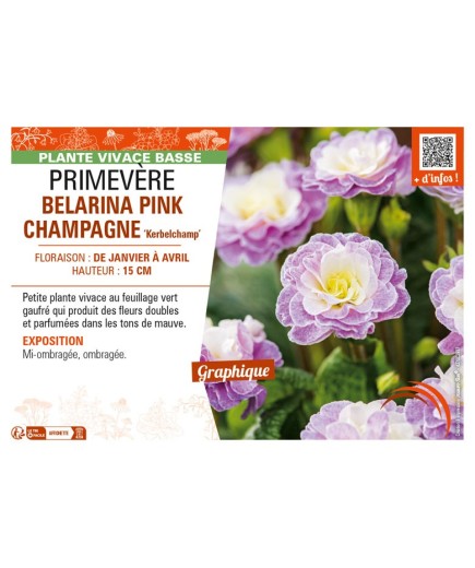 PRIMULA vulgaris BELARINA PINK CHAMPAGNE Kerbelchamp voir PRIMEVÈRE