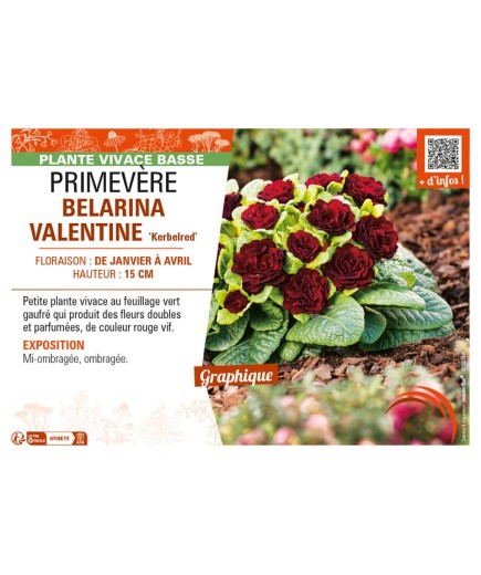 PRIMULA vulgaris BELARINA VALENTINE Kerbelred voir PRIMEVÈRE