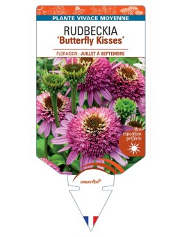 ECHINACEA purpurea Butterfly Kisses voir Rudbeckia