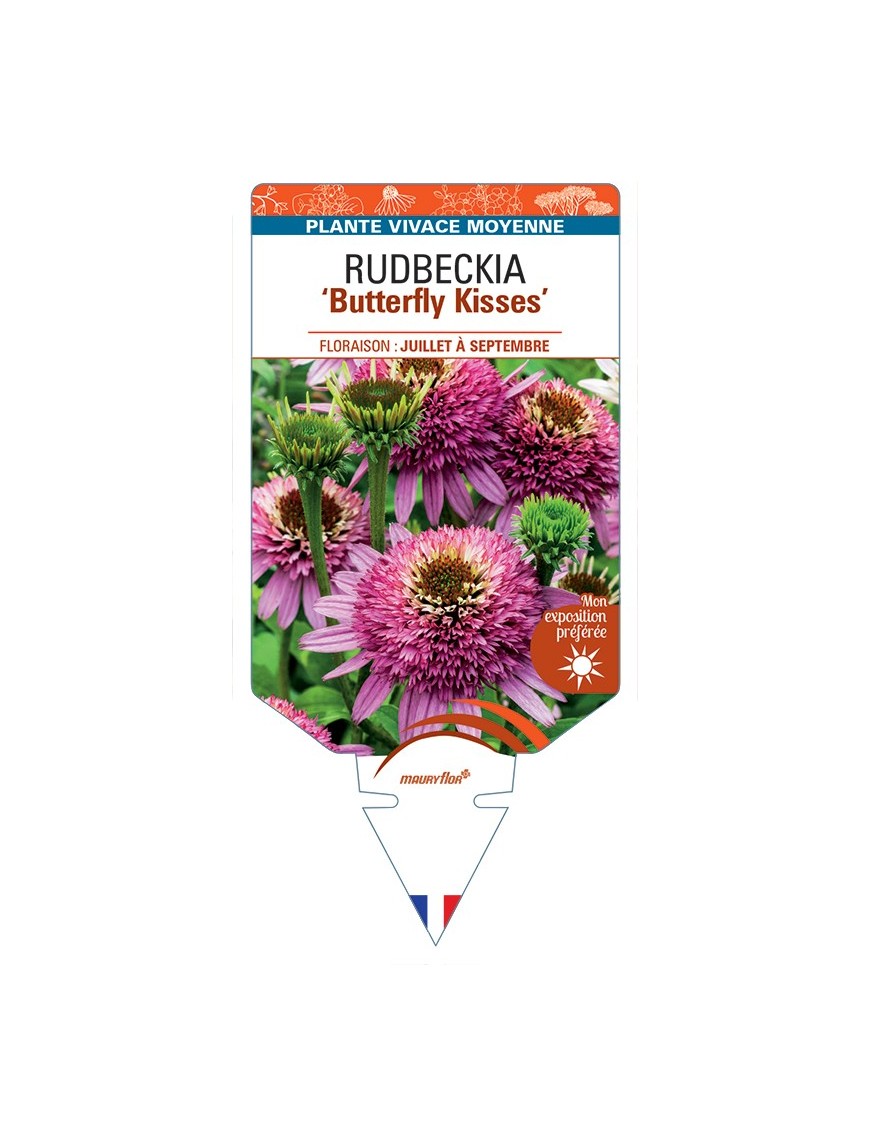 ECHINACEA purpurea Butterfly Kisses voir Rudbeckia