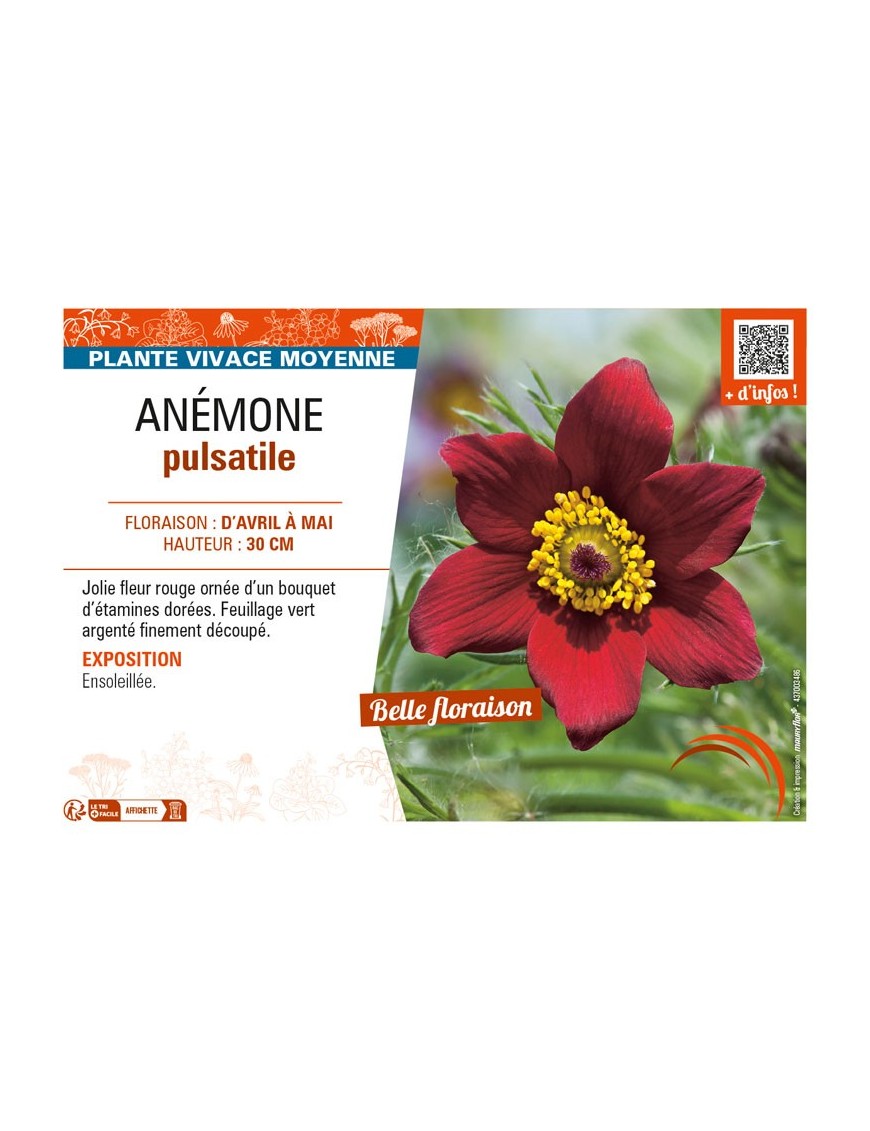 PULSATILLA vulgaris voir ANÉMONE pulsatille (rouge)