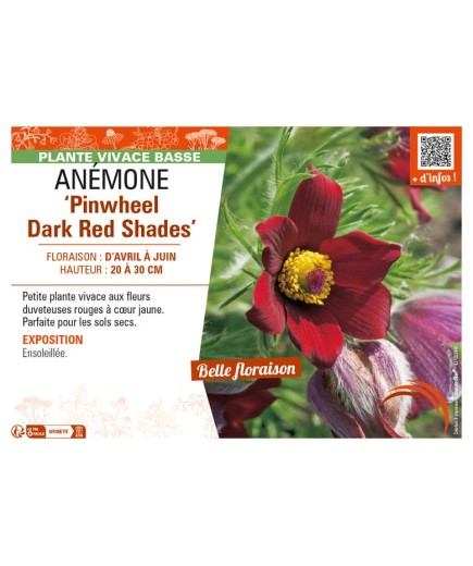 PULSATILLA vulgaris Pinwheel Dark Red Shades voir ANÉMONE