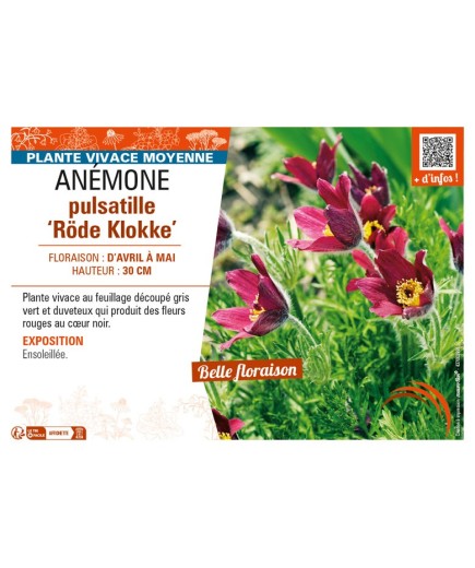 PULSATILLA vulgaris Röde Klokke voir ANÉMONE pulsatille