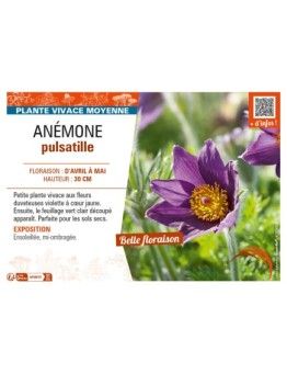 PULSATILLA vulgaris voir ANÉMONE pulsatille
