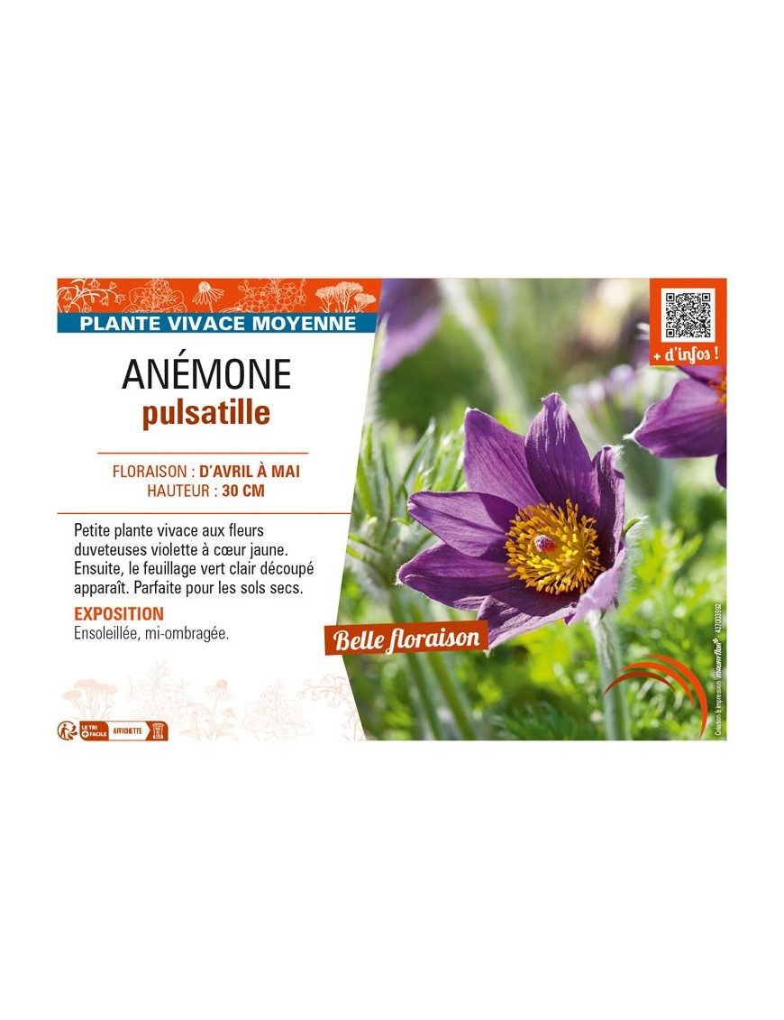 PULSATILLA vulgaris voir ANÉMONE pulsatille