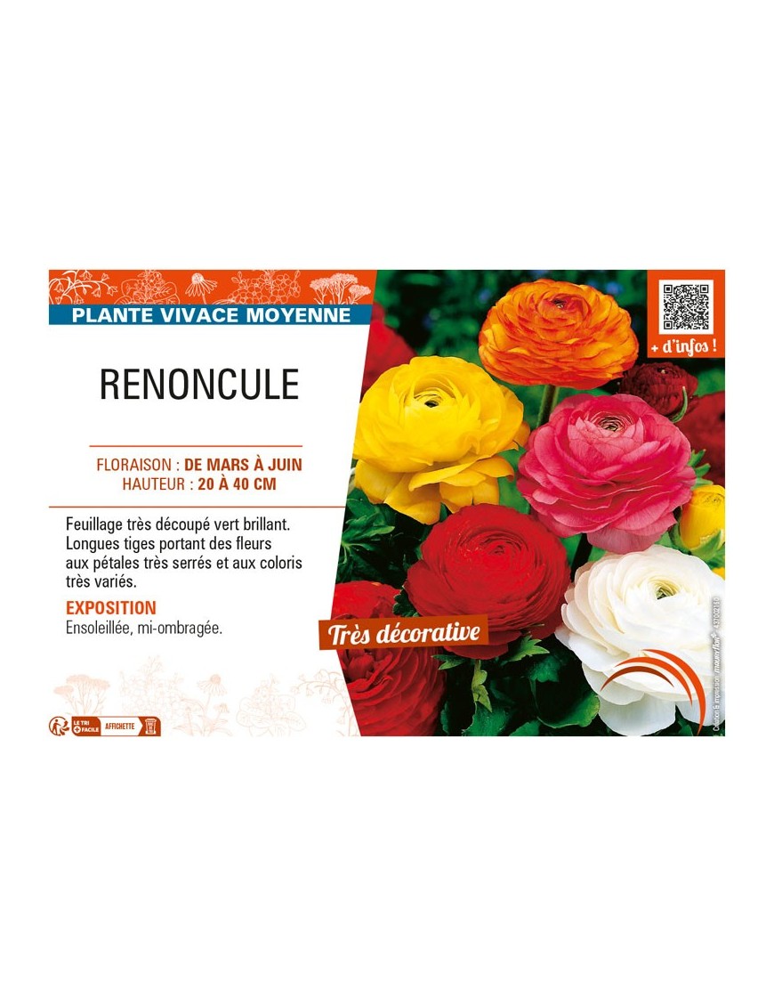 RENONCULE