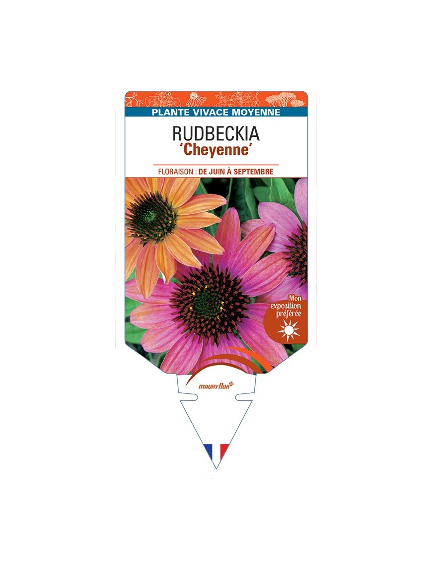 ECHINACEA purpurea Cheyenne voir Rudbeckia