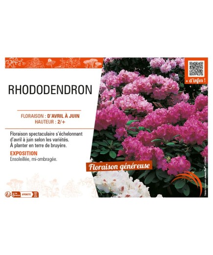 RHODODENDRON