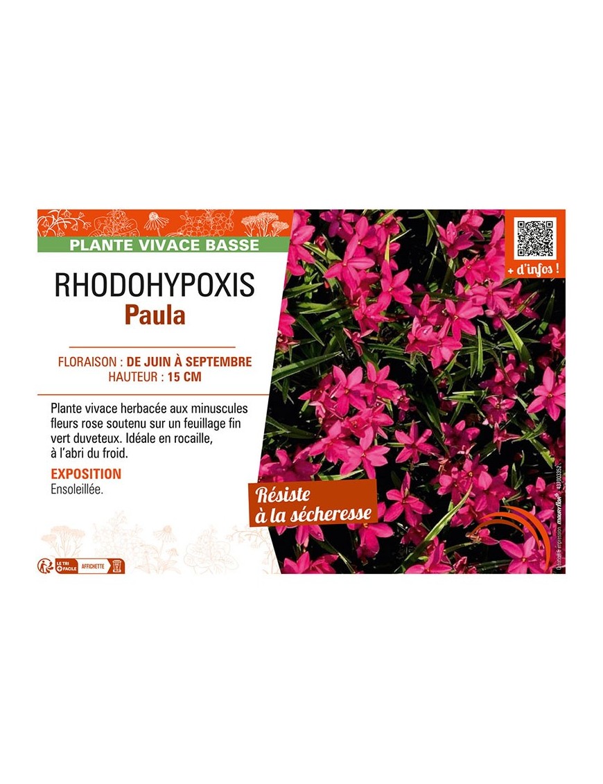 RHODOHYPOXIS PAULA