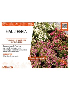 GAULTHERIA (MUCRONATA varié)