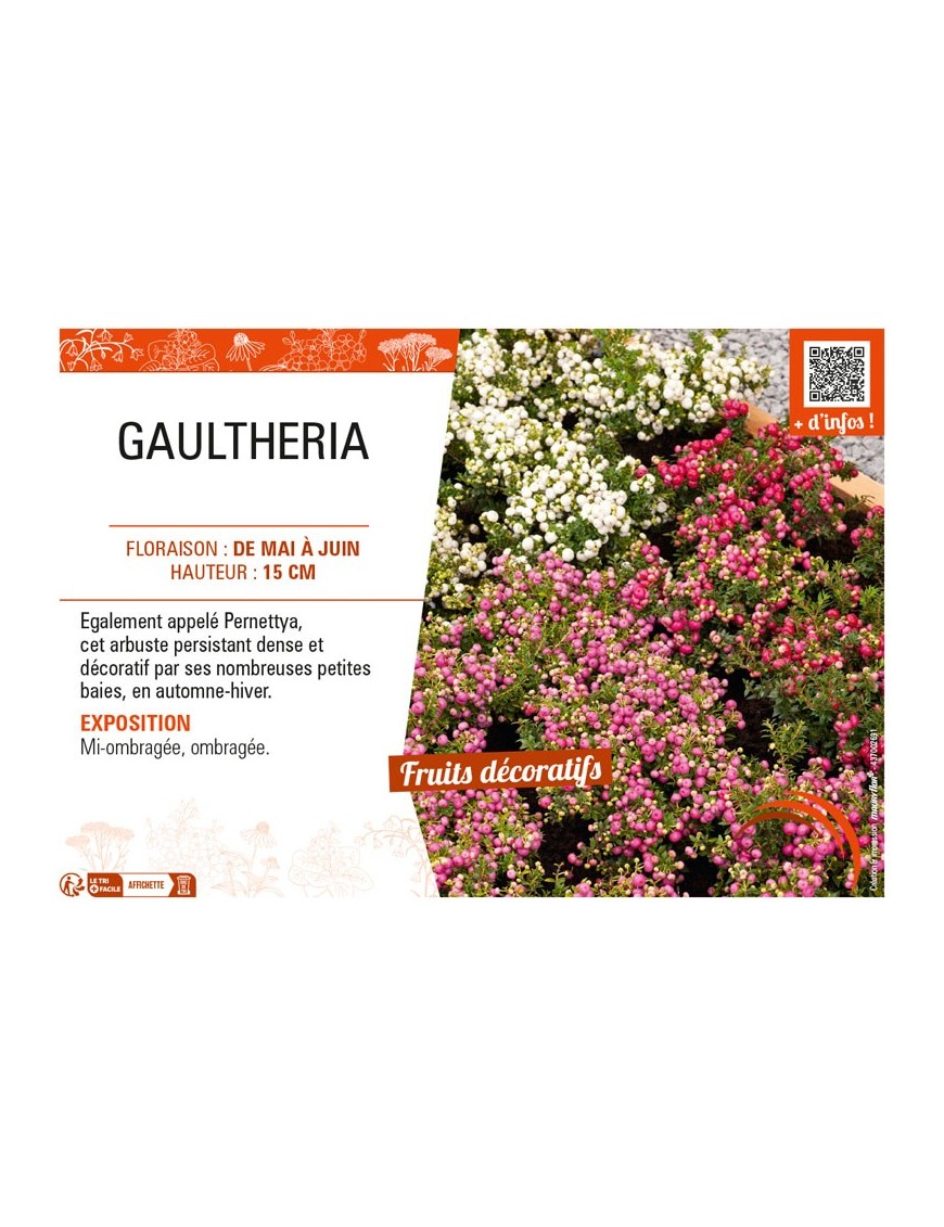 GAULTHERIA (MUCRONATA varié)