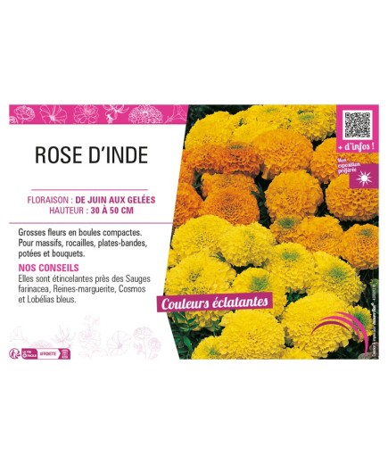 ROSE D'INDE
